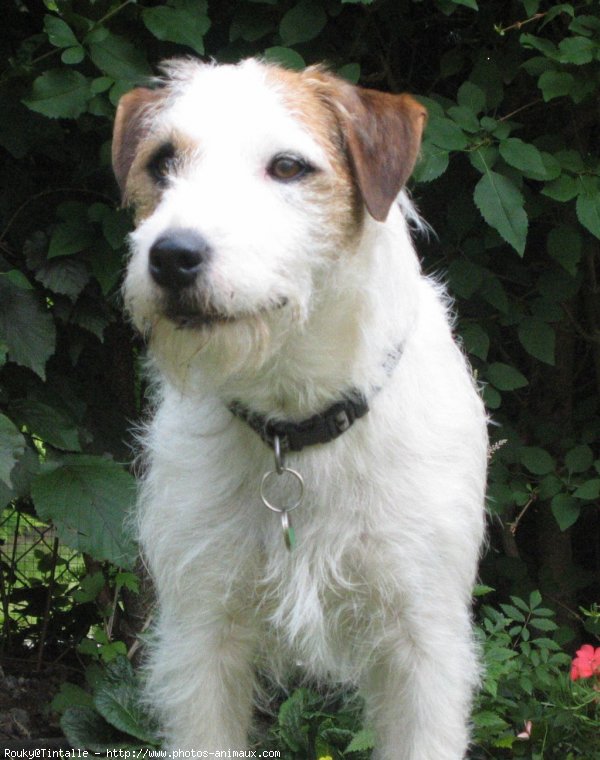 Photo de Jack russell terrier