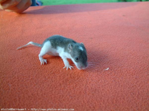 Photo de Rat