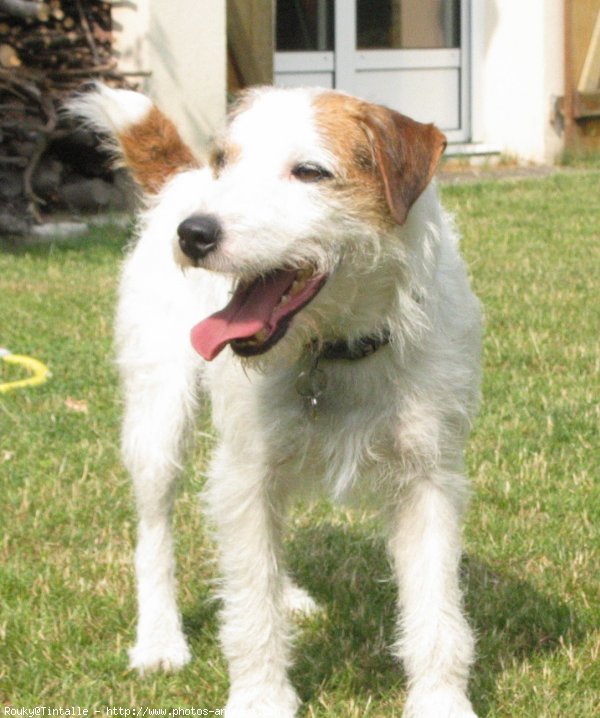 Photo de Jack russell terrier