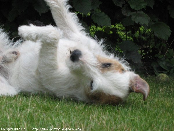 Photo de Jack russell terrier