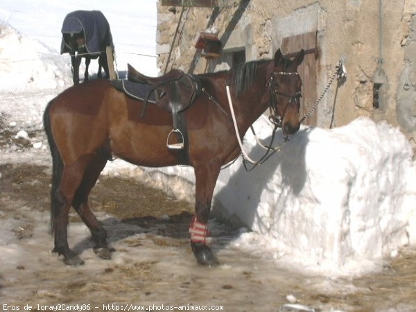 Photo d'Anglo-arabe