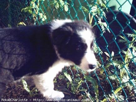 Photo de Border collie