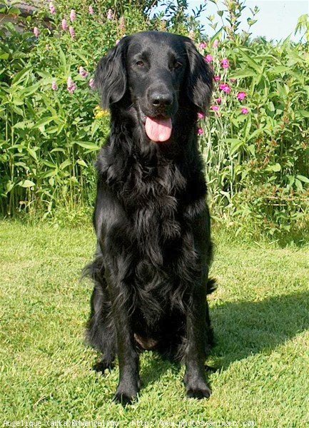 Photo de Retriever  poil plat