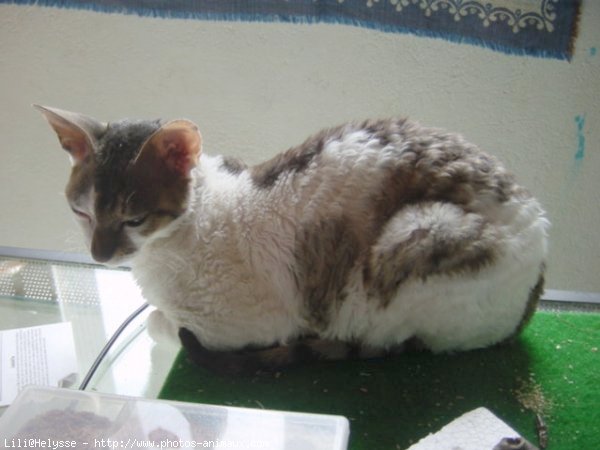 Photo de Cornish rex