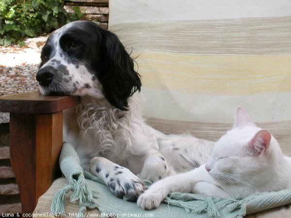 Photo de Races diffrentes