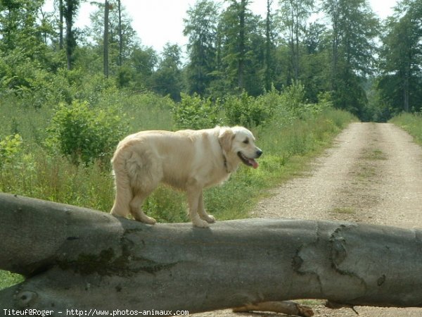 Photo de Golden retriever