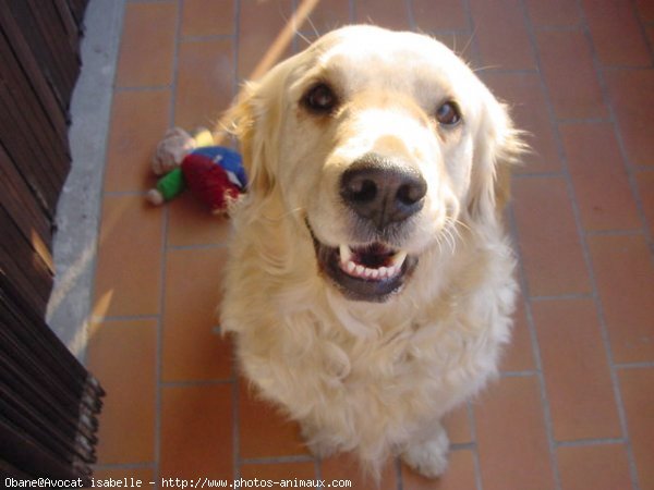 Photo de Golden retriever