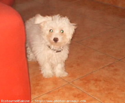 Photo de Bichon  poil fris