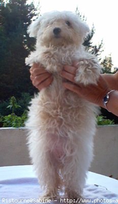 Photo de Bichon  poil fris