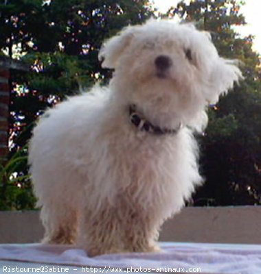 Photo de Bichon  poil fris