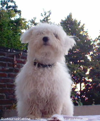 Photo de Bichon  poil fris