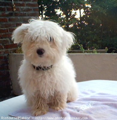 Photo de Bichon  poil fris