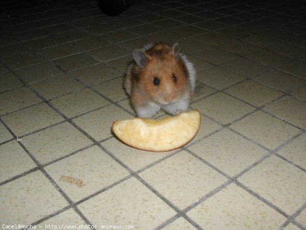 Photo de Hamster