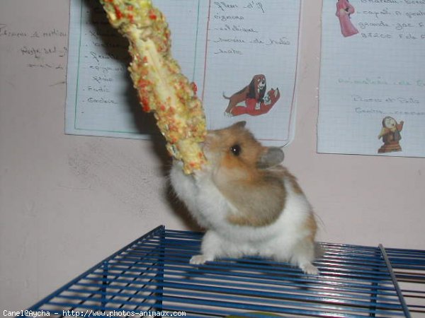 Photo de Hamster