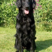 Photo de Retriever  poil plat