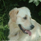 Photo de Golden retriever