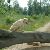 Photo de Golden retriever