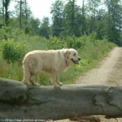 Photo de Golden retriever