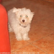 Photo de Bichon  poil fris