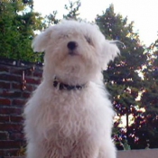 Photo de Bichon  poil fris