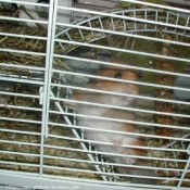 Photo de Hamster