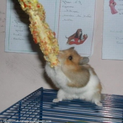 Photo de Hamster