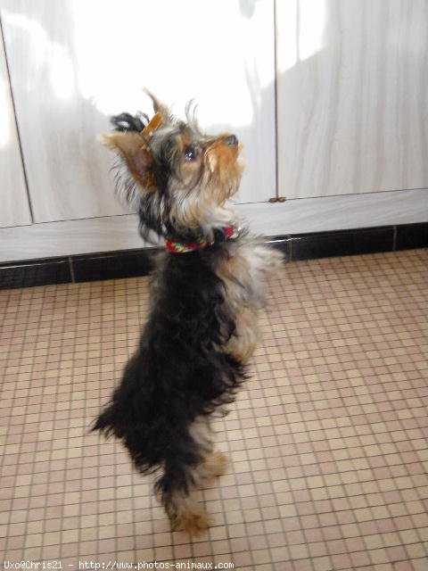 Photo de Yorkshire terrier