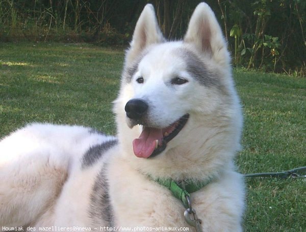 Photo de Husky siberien