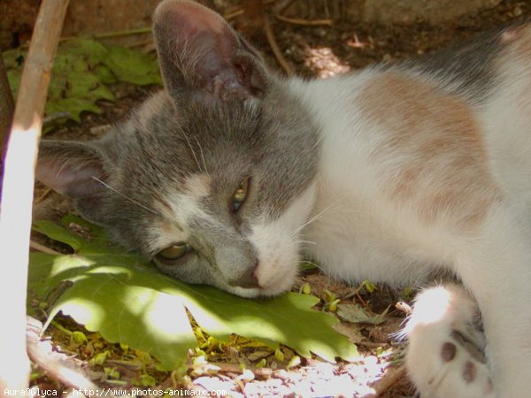 Photo de Chat domestique