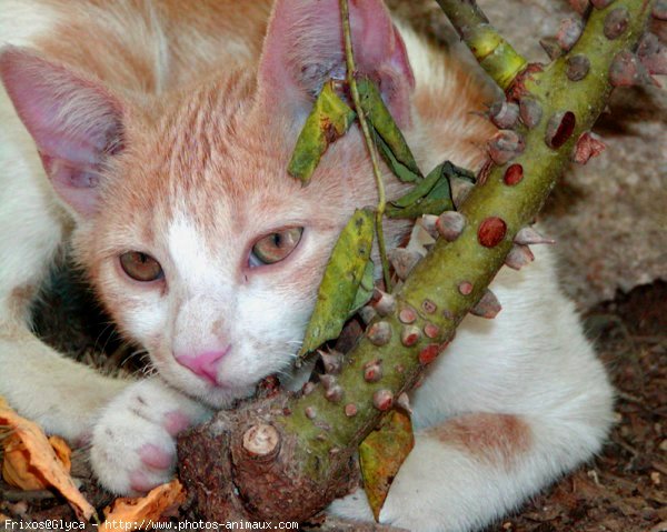 Photo de Chat domestique