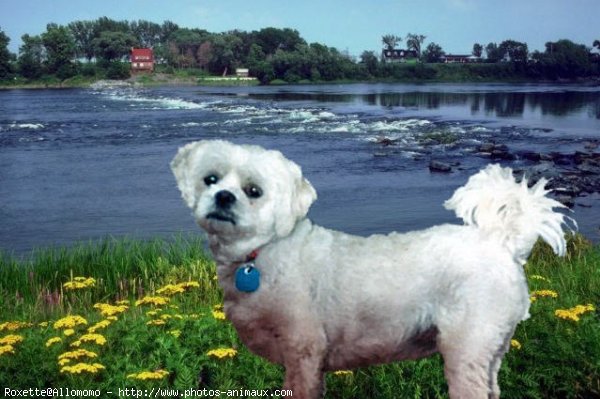 Photo de Lhassa apso