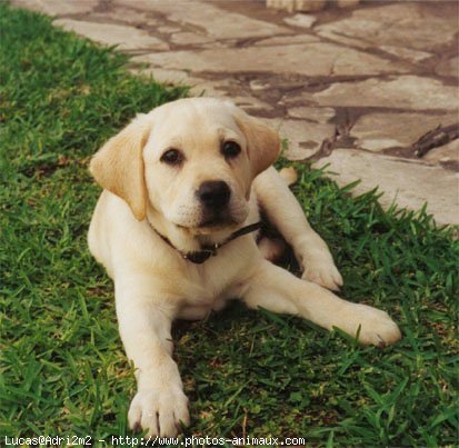 Photo de Labrador retriever