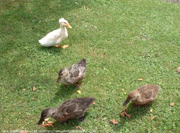 Photo de Canard