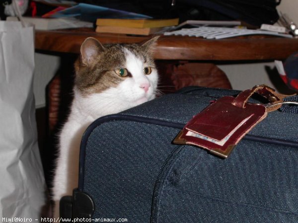 Photo de Chat domestique