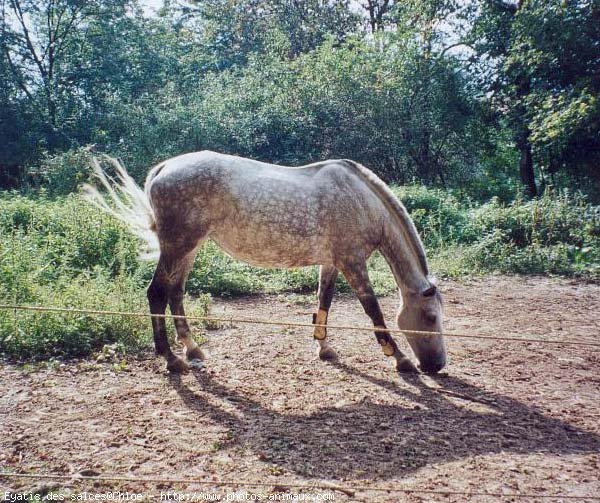 Photo de Selle franais