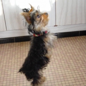 Photo de Yorkshire terrier