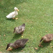 Photo de Canard