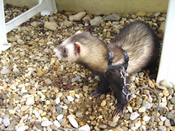 Photo de Furet