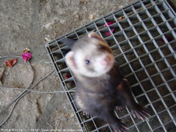 Photo de Furet