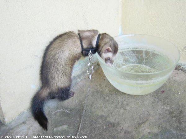 Photo de Furet