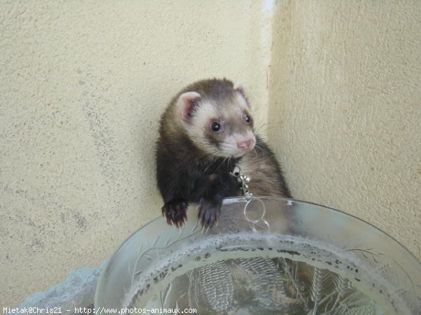 Photo de Furet