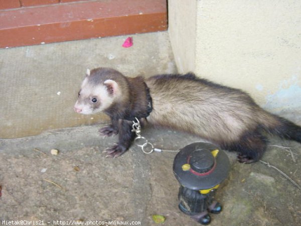 Photo de Furet