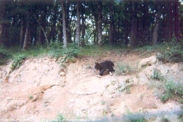 Photo d'Ours