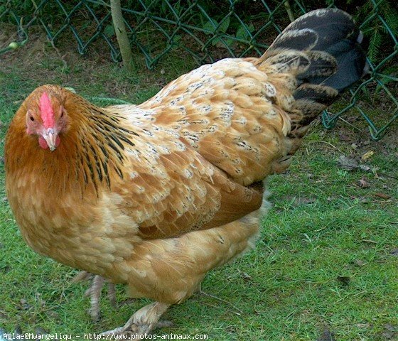 Photo de Poule