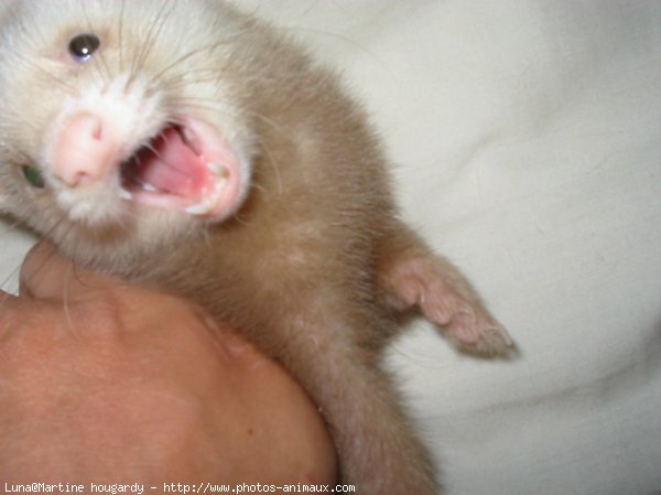 Photo de Furet