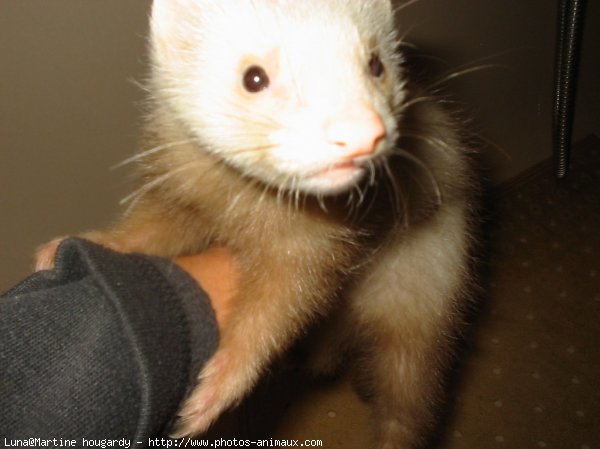 Photo de Furet