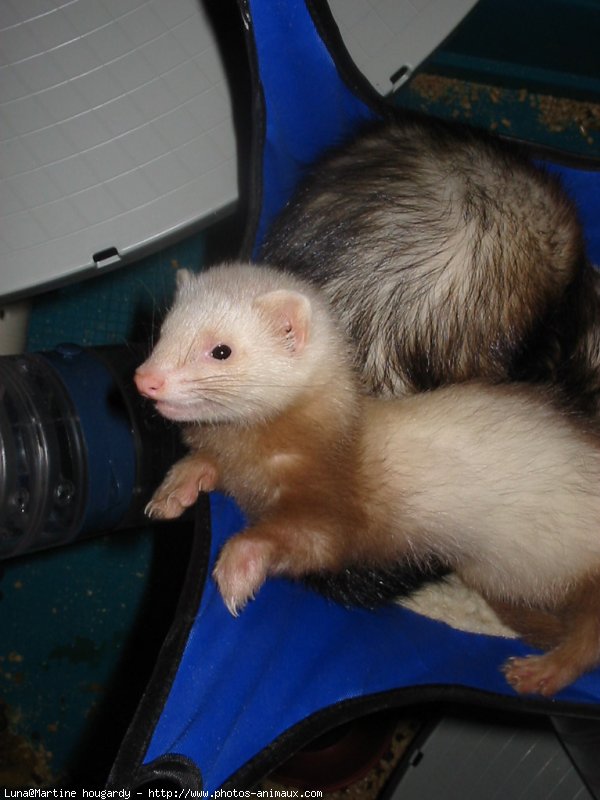 Photo de Furet