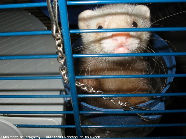 Photo de Furet