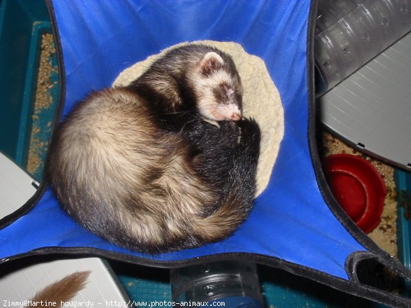 Photo de Furet