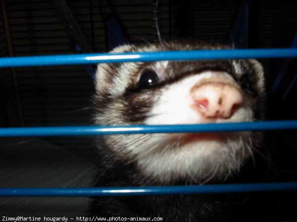 Photo de Furet